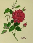 A rose flower in watercolor